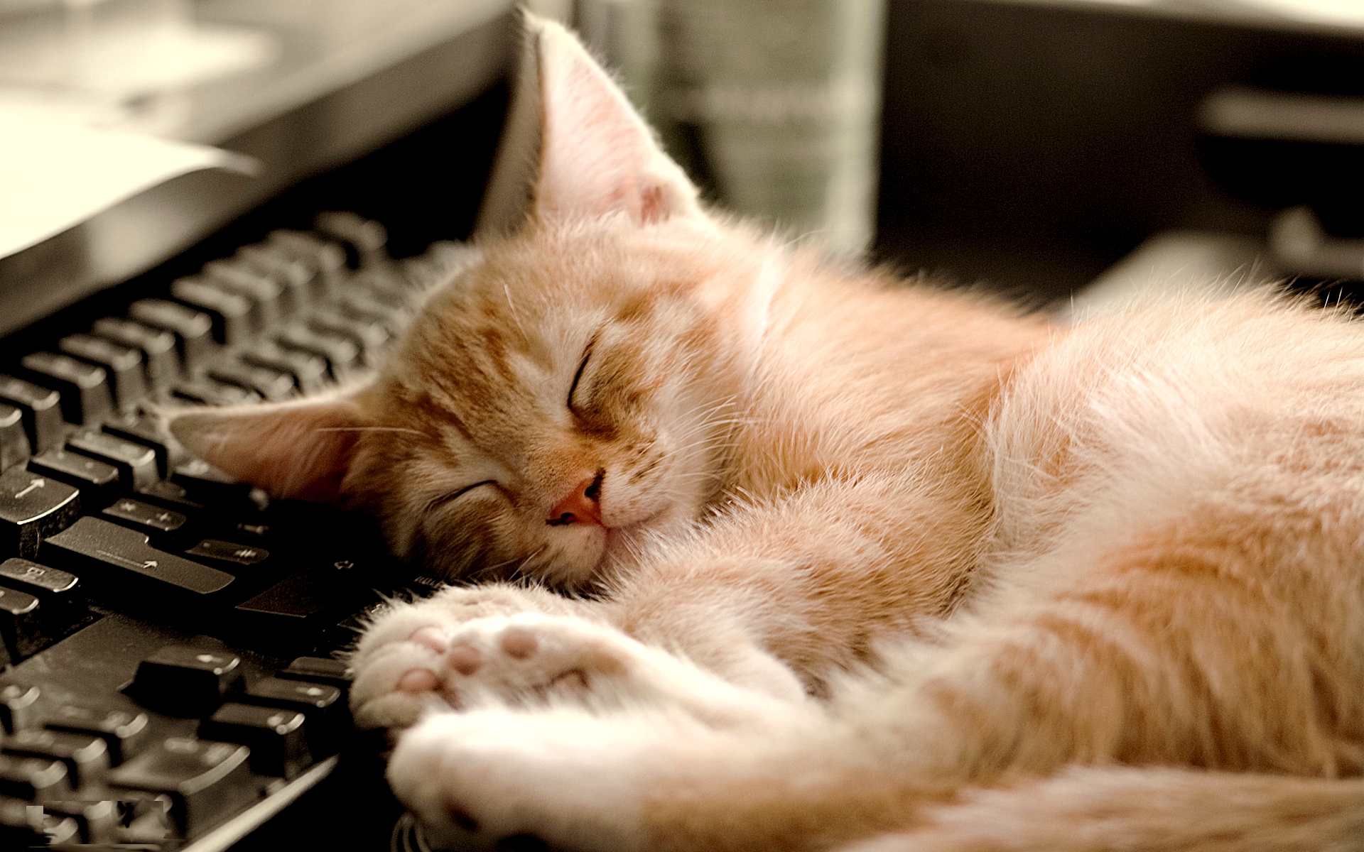 3d обои Милый рыжий котенок спит на клавиатуре  кошки # 45649