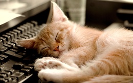 3d обои Милый рыжий котенок спит на клавиатуре  техника