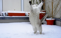3d обои Котик ловит пролетающие снежинки  животные
