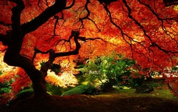 3d обои Осенний парк  деревья