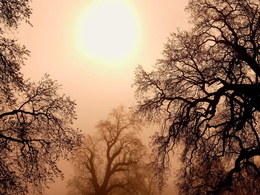 3d обои Деревья на фоне неба и солнца  солнце