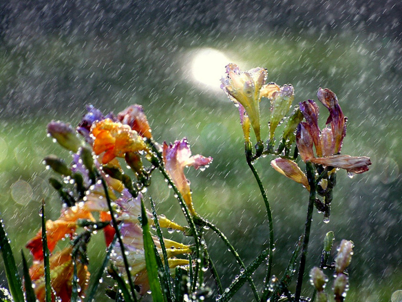 3d обои Цветы под сильным проливным дождём  капли # 44202