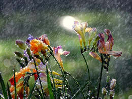 3d обои Цветы под сильным проливным дождём  капли