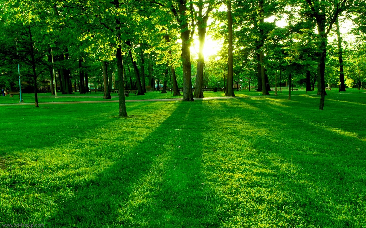 3d обои Солнце, пробивающееся сквозь деревья городской аллеи  1440х900 # 5014