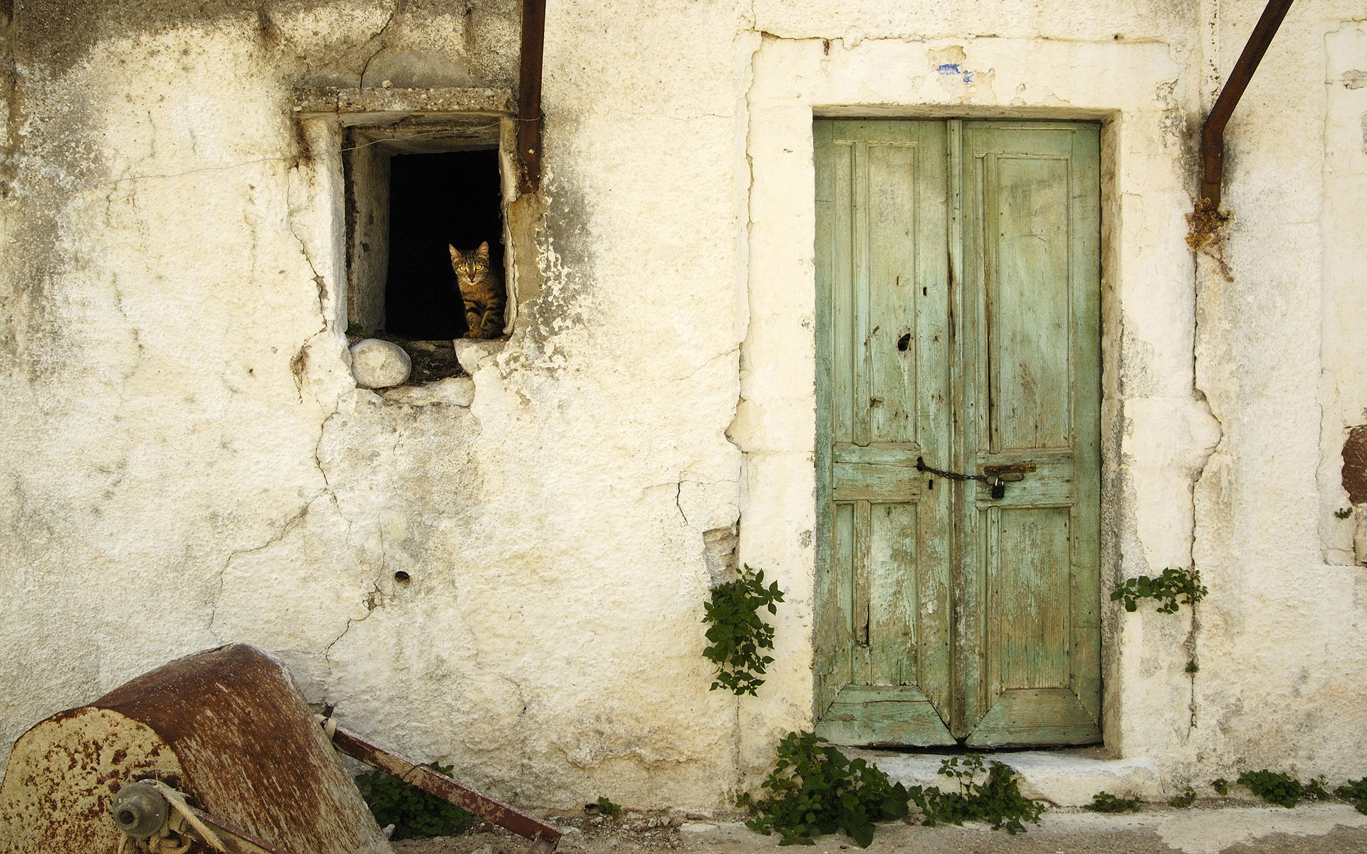3d обои Заброшенный дом, из окошка которого выглядывает серый кот  кошки # 45645