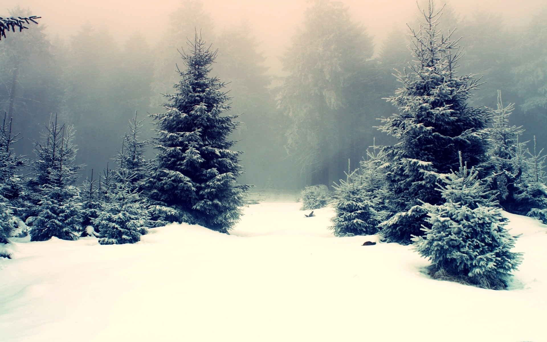 3d обои Заснеженный лес  снег # 80509