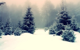 3d обои Заснеженный лес  снег