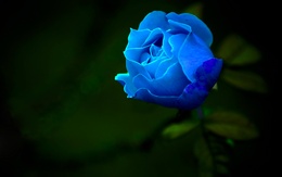 3d обои Голубая роза  макро