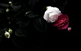 3d обои Белая и красная розы  цветы