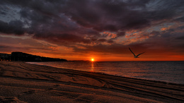 3d обои Чайка над морем на фоне заката  солнце