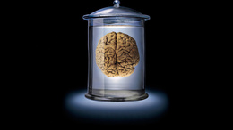 3d обои Заспиртованный мозг в сосуде  1920х1080