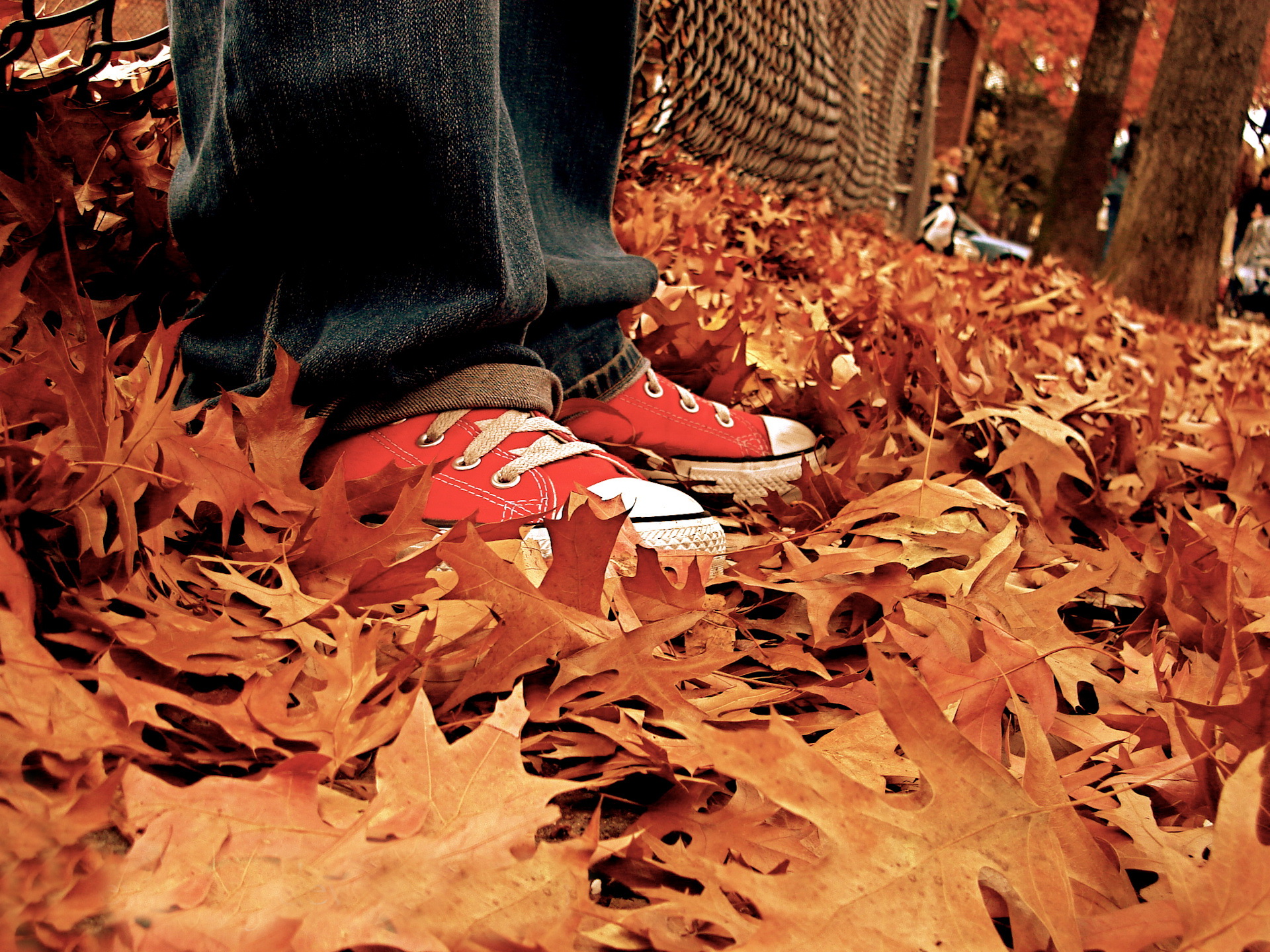 3d обои Красные кеды стоят на осенних листьях  ножки # 67152