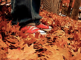 3d обои Красные кеды стоят на осенних листьях  листья