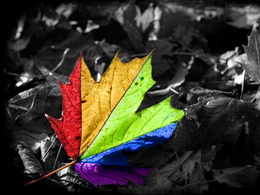 3d обои Цветной кленовый лист  листья