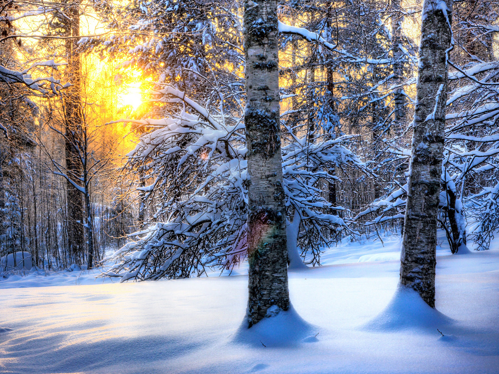 3d обои Солнце светит сквозь ветви в зимнем заснеженном лесу  зима # 40752