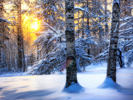 3d обои Солнце светит сквозь ветви в зимнем заснеженном лесу  снег