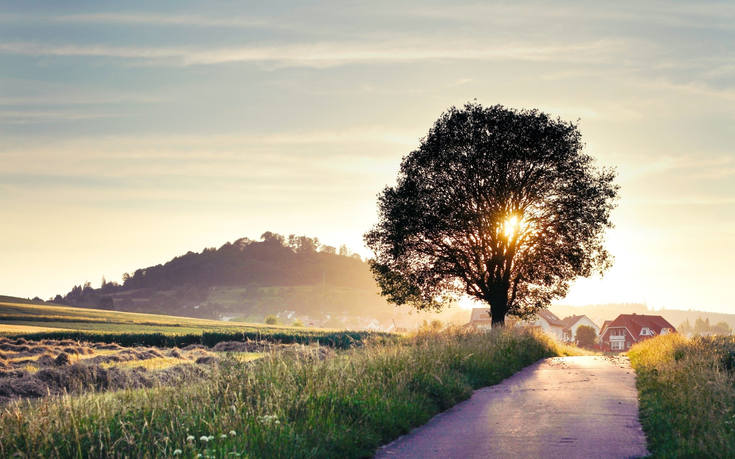 3d обои На проселочной дороге солнце светит сквозь одинокое дерево на закате  дороги # 35456