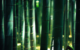 3d обои Бамбуковые заросли и 2 иероглифа  знаки