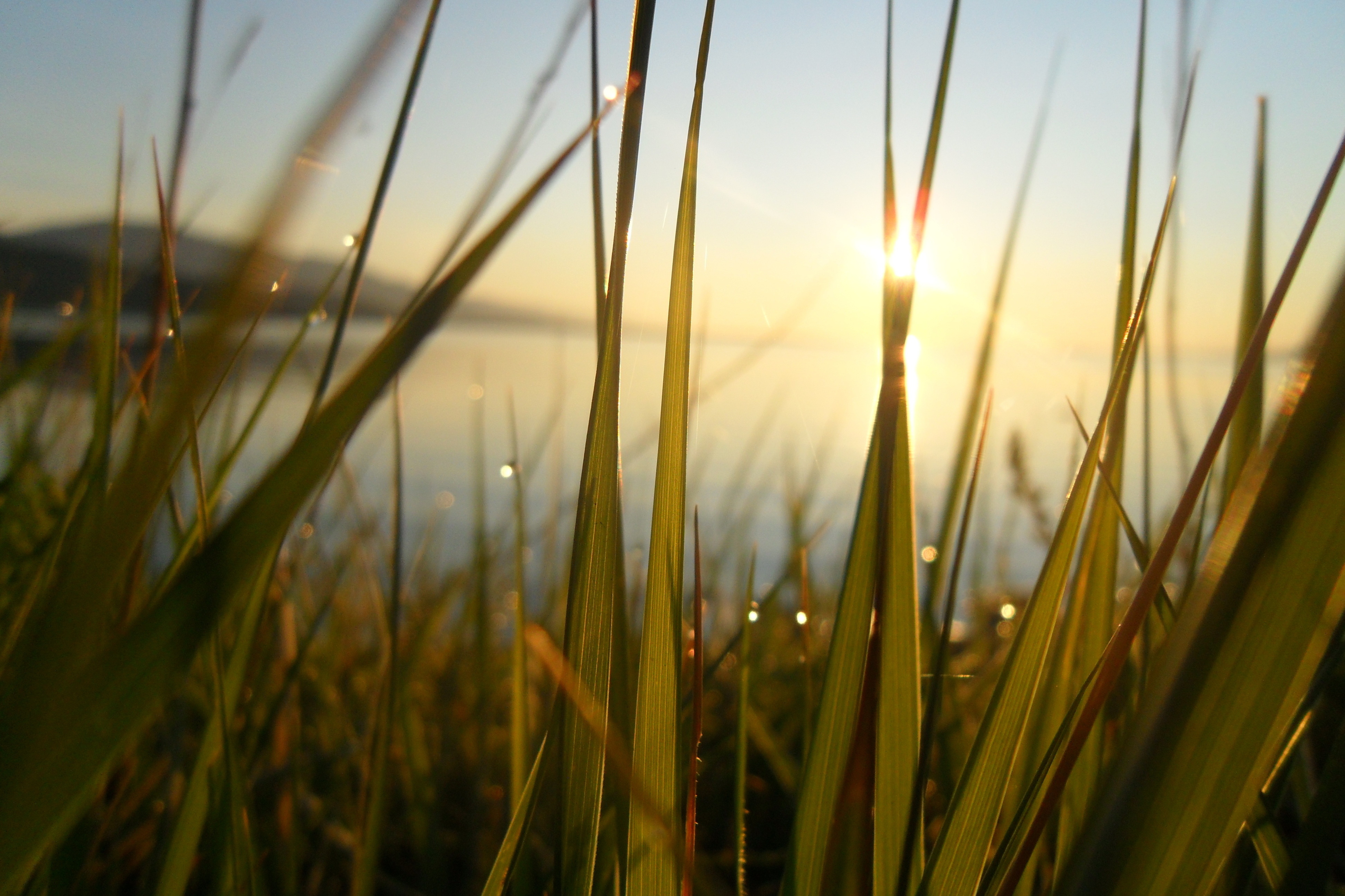 3d обои Восход солнца сквозь траву у озера, с каплями росы  вода # 21508