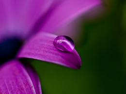 3d обои Капля воды на лиловом цветке  макро