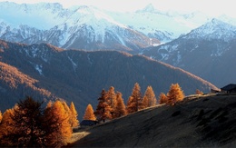 3d обои Осенние деревья на склоне горы, на фоне заснеженных вершин  деревья