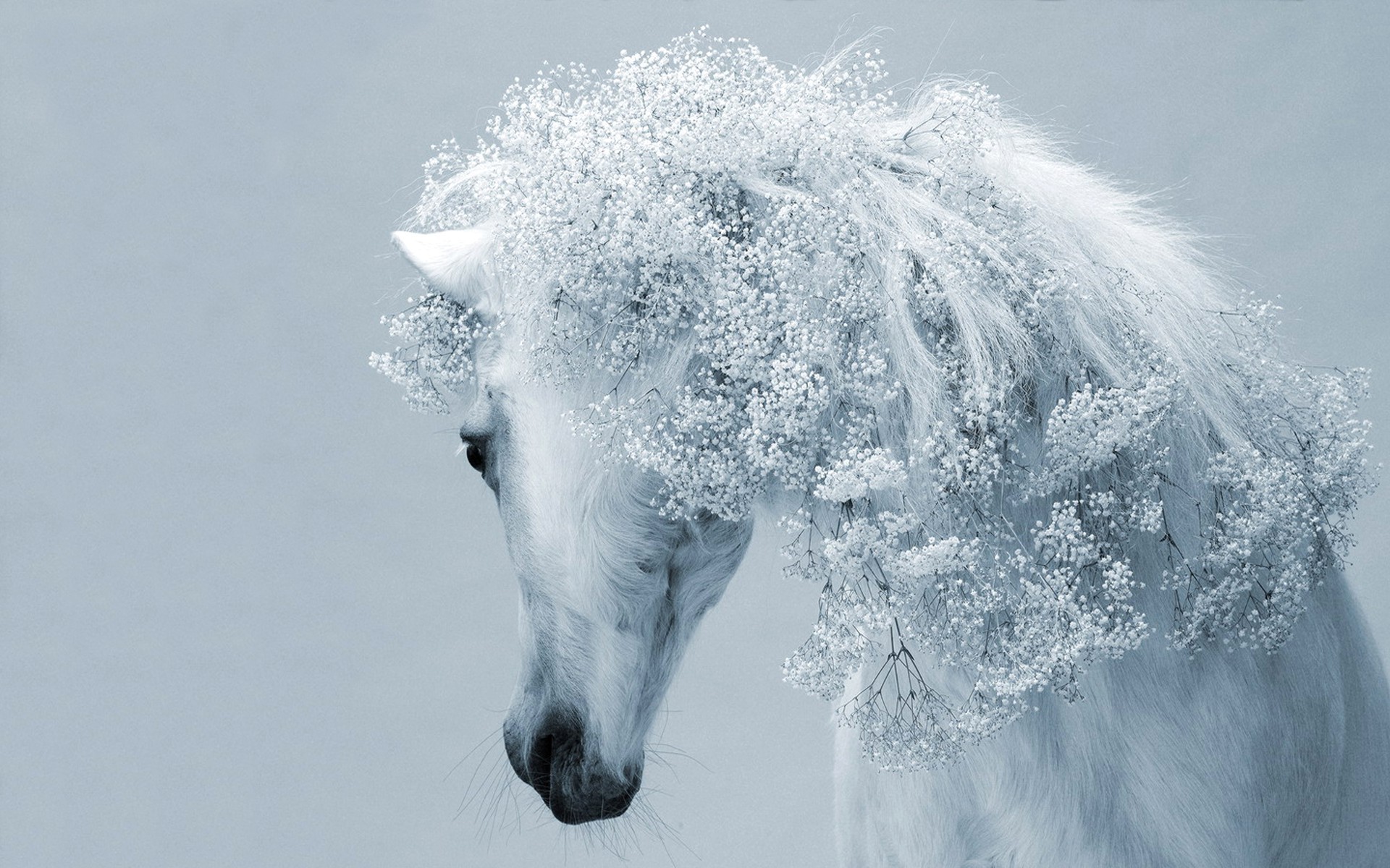 3d обои Белая лошадь грива которой украшена белыми цветами  цветы # 86218