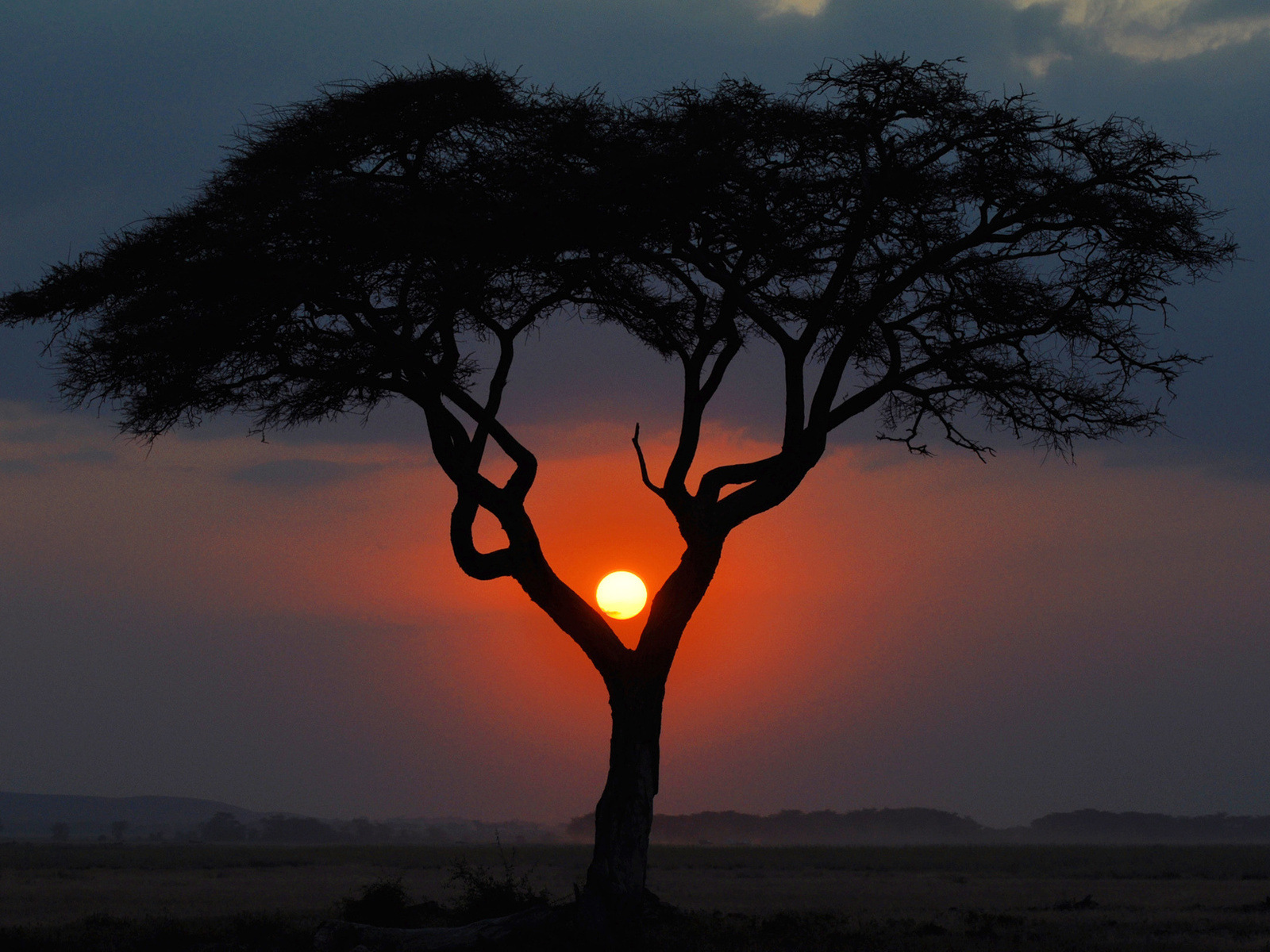 3d обои Африканское дерево на закате  солнце # 81574