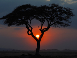 3d обои Африканское дерево на закате  солнце