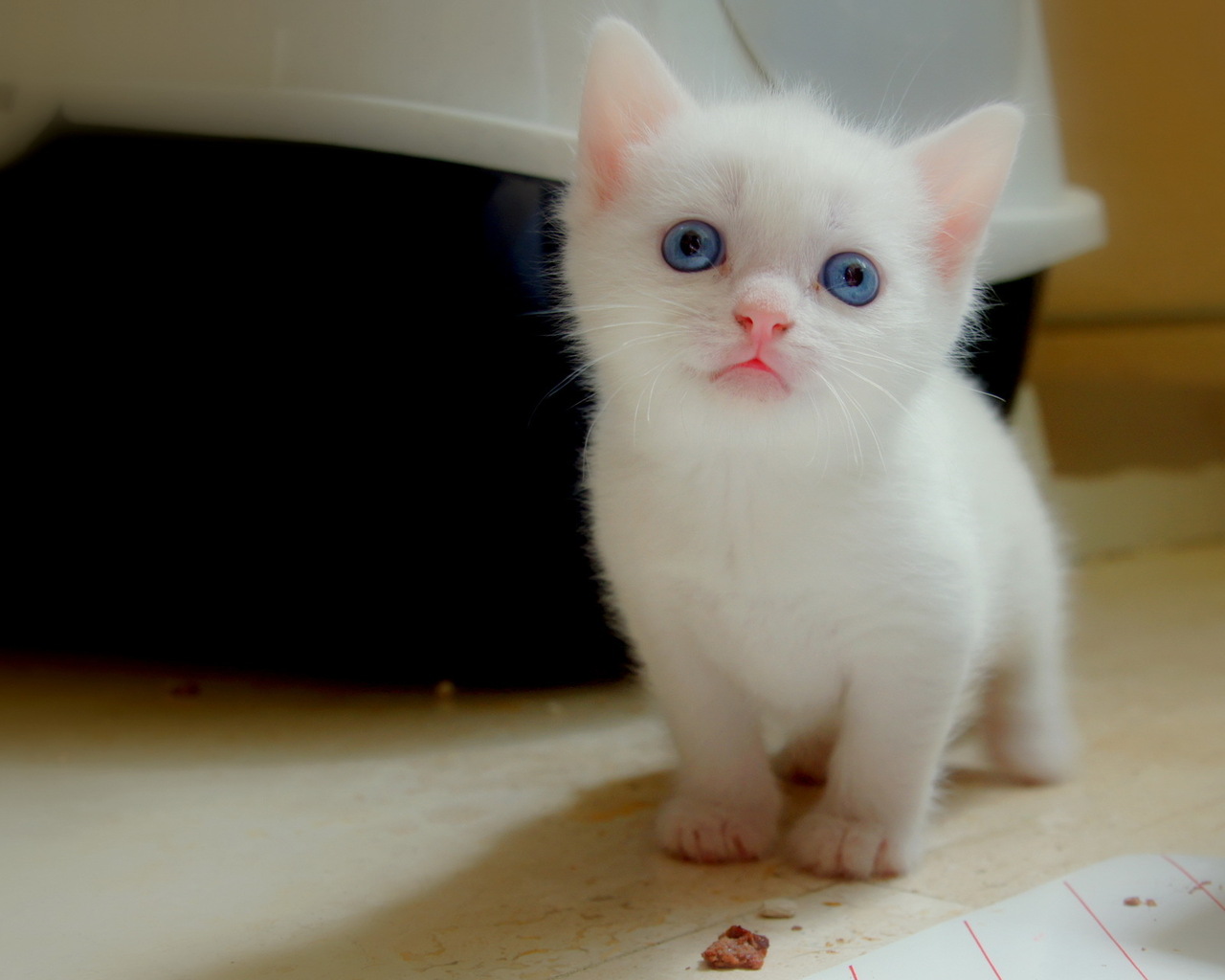 3d обои Крохотный котенок с голубыми глазами  кошки # 45602