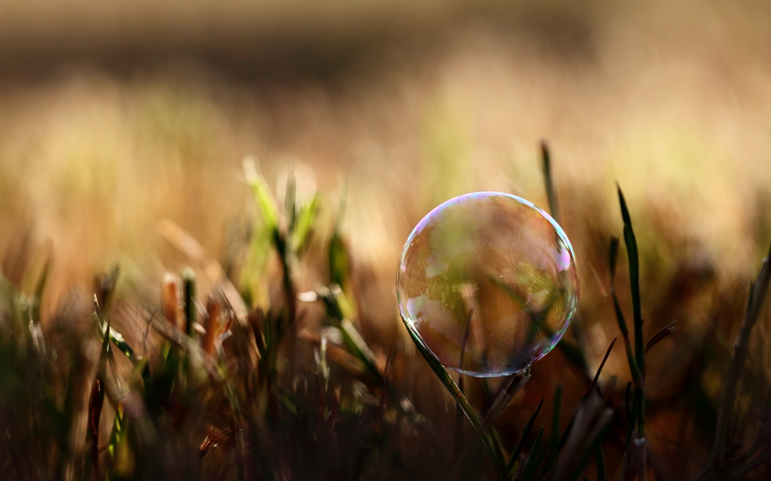 3d обои Мыльный пузырь в траве  макро # 52305