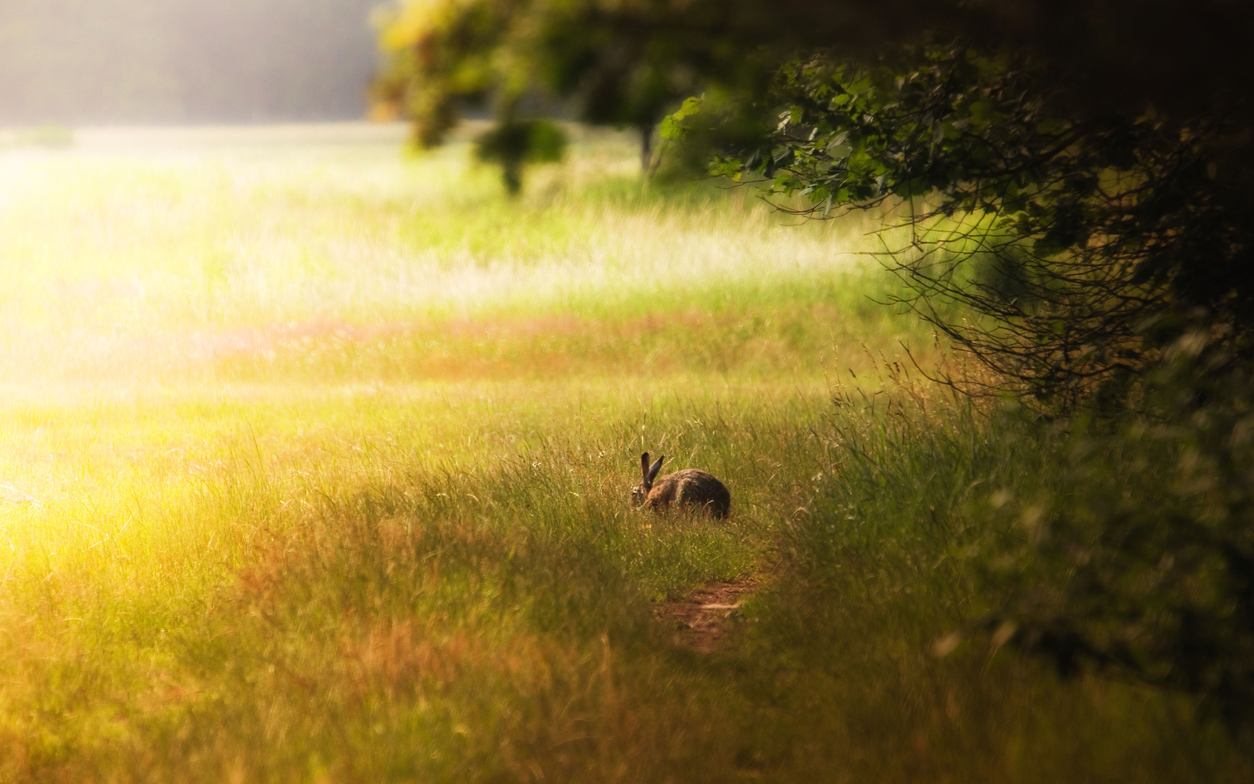 3d обои Заяц в траве  кролики # 49030