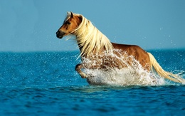 3d обои Лошадь бежит по воде  лошади