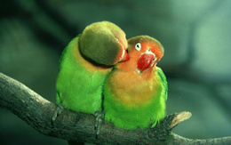 3d обои Парочка попугаев неразлучников  милые