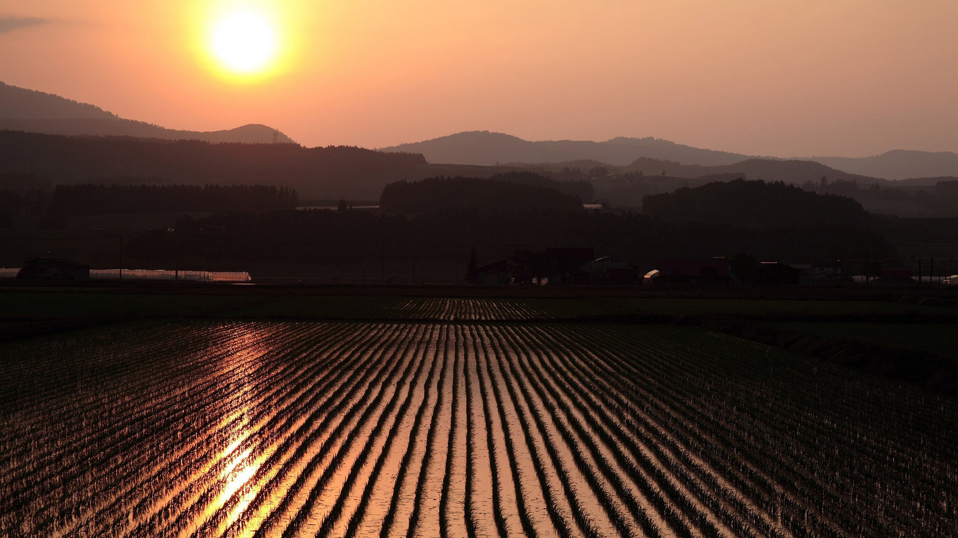 3d обои Рисовые поля в Китае  солнце # 81611