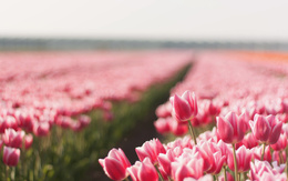 3d обои Поле розовых тюльпанов  цветы