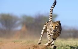 3d обои Бегущий гепард  леопарды