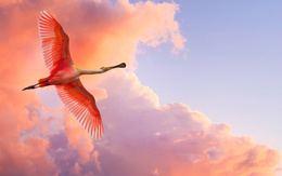 3d обои Розовый пеликан в небе  птицы