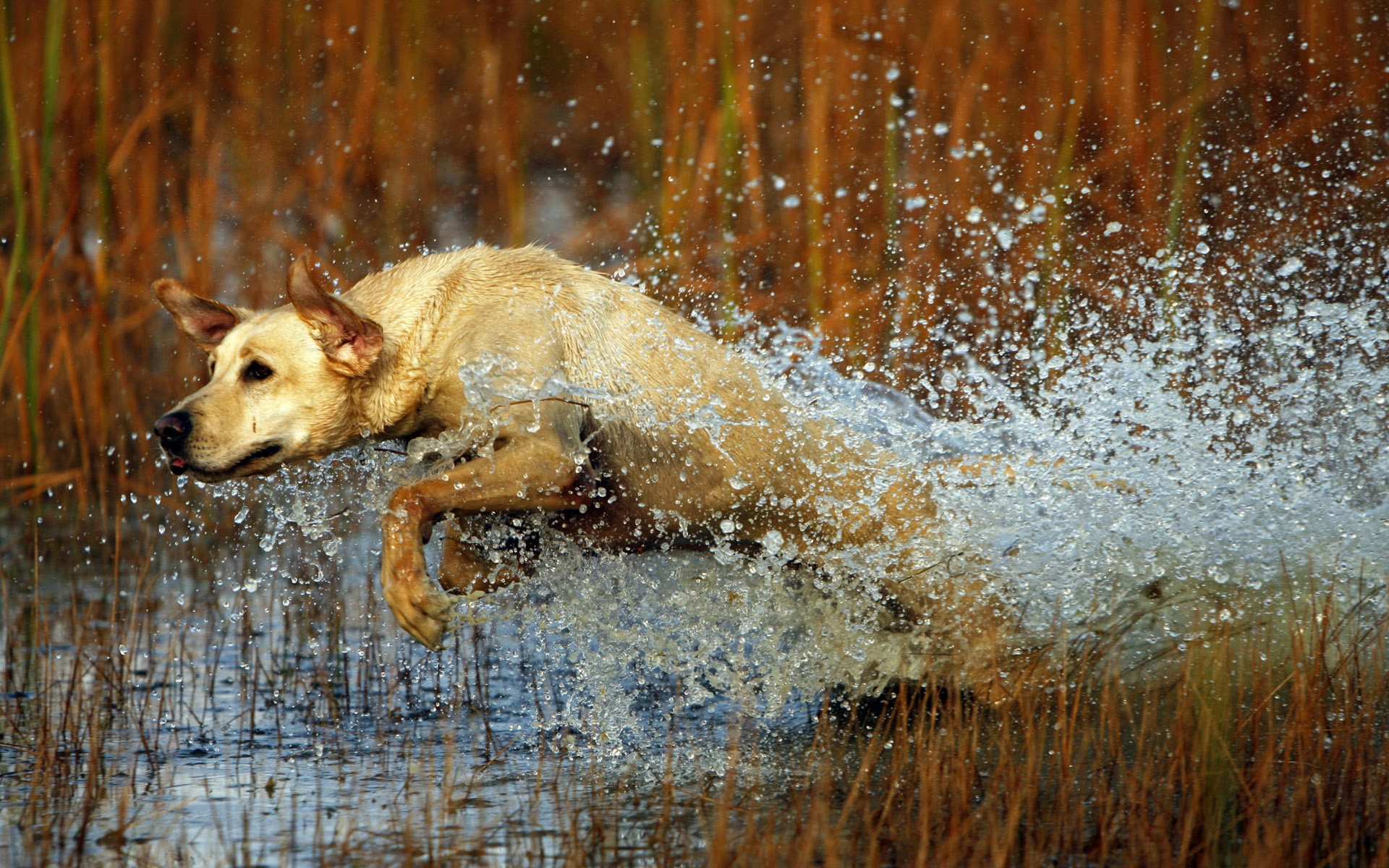 3d обои Собака бежит по озеру  животные # 38316
