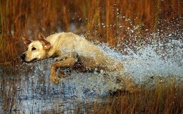 3d обои Собака бежит по озеру  вода