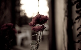 3d обои Розы  цветы