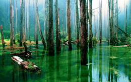 3d обои Деревья в воде  вода