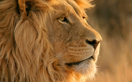 3d обои Лев  львы