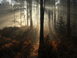 3d обои Свет солнца пробивается между стволами деревьев  лес