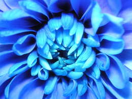 3d обои Синяя хризантема  макро