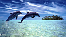 3d обои Дельфины прыгают над водой  лес