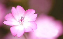 3d обои Красивый розовый цветок  макро
