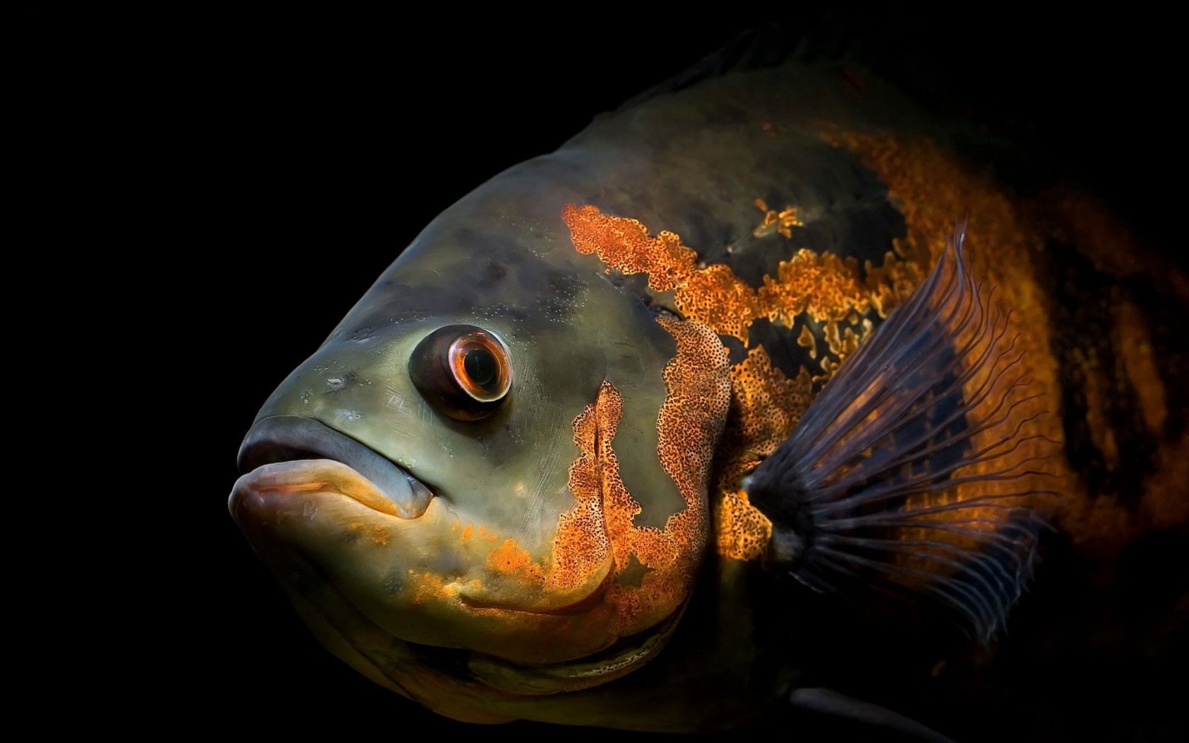 3d обои Аквариумная рыбка семейства цихлид Глазчатый астронотус (Astronotus ocellatus)  рыбы # 79338
