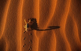 3d обои Скорпион бежит по песку  1680х1050