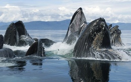 3d обои Стая китов  1680х1050