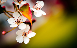 3d обои Цветущая веточка вишни  цветы